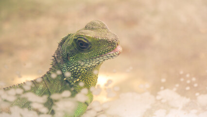 Closeup photos of iguana