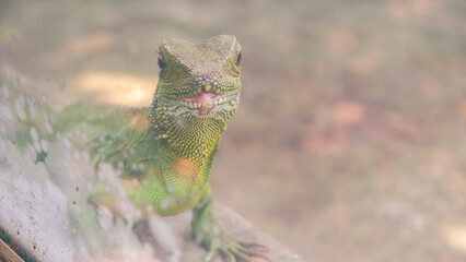 Closeup photos of iguana
