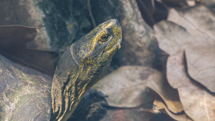 Thao Cam Vien zoo in Ho Chi Minh city