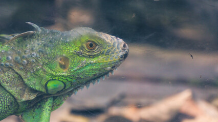 Closeup photos of iguana