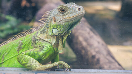 Closeup photos of iguana