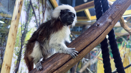 A Cute Marmoset Monkey Perched on a Branch in Its Habitat Featuring Lush Greenery in the Background, Showcasing Its Distinctive Fur and Playful Nature, Perfect for Animal Lovers