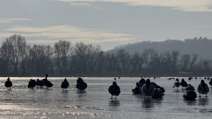 Serene Dawn at the Frozen Lake: A Sleek Line of Ducks Gracefully Gliding Across the Icy Surface...