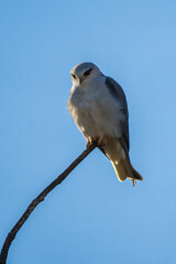 A Black Shouldered Kite Perching on a Tree Branch