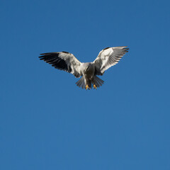 A Black Shouldered Kite Hovering in the Sky