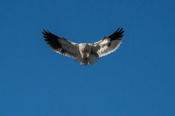 A Black Shouldered Kite Hovering in the Sky