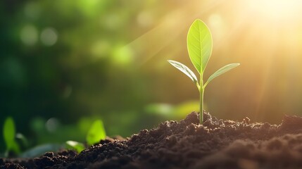 Sunrise Seedling Growth Nature Photography