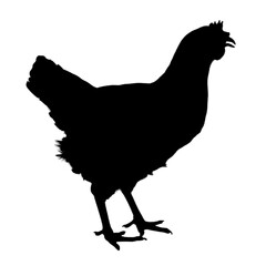 Realistic chicken PNG standing upright with feathers detailed, isolated on transparent background, perfect for farm, poultry, or food design