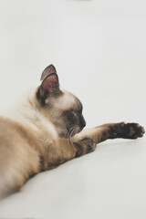 the siamese cat lay on the floor with soft tone