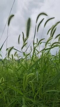 A serene video of green foxtail millet grass swaying gently in the wind against a cloudy sky. A calming, natural scene from a peaceful meadow.
