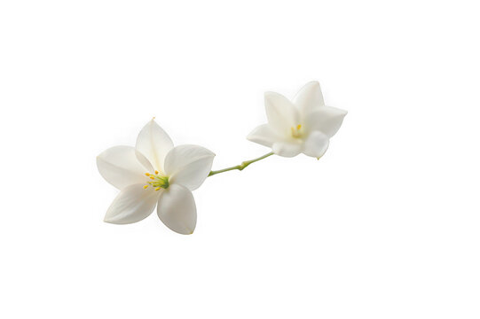 Two delicate white star shaped flowers on a thin green stem isolated on white