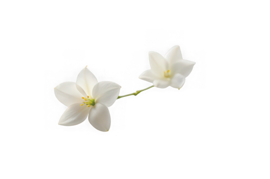 Two delicate white star shaped flowers on a thin green stem isolated on white