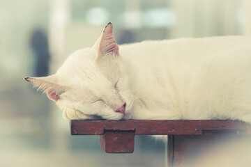 the white cat is sleeping on the wooden floor with dramatic tone