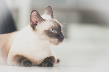 the siamese cat lay on the floor with soft tone