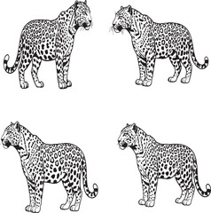Hand Drawn Leopard Vector Set – Wild Big Cat Illustration, African Jungle Animal Art, Panthera Line Drawing for Logos, Tattoos & Prints

