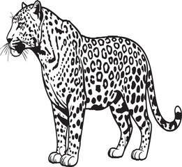 Hand Drawn Leopard Vector Set – Wild Big Cat Illustration, African Jungle Animal Art, Panthera Line Drawing for Logos, Tattoos & Prints

