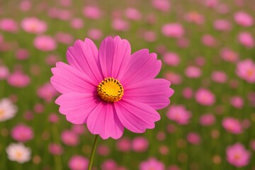 Fototapeta premium A lone pink cosmos flower stands out against a sea of softly blurred pink blossoms in a field of vibrant green, symbolizing beauty and uniqueness