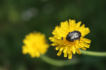 Oxythyrea funesta insect on yellow small flowers of Hieracium umbellatum . Black and white Chafer beetle in the meadow