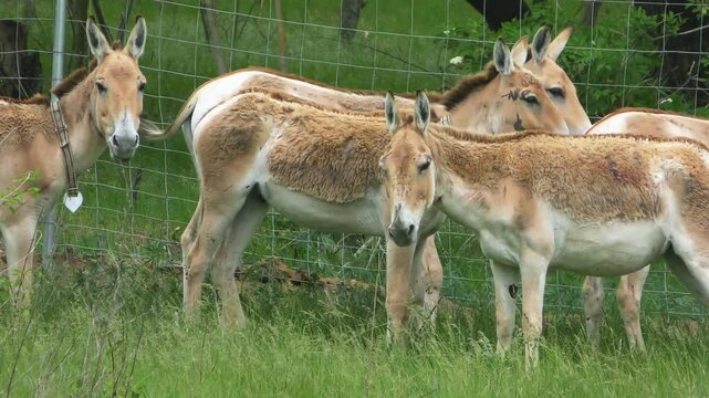 A group of Onagers (Equus hemionus) with transmitters on their necks against the background of the fence of the acclimatization enclosure.
