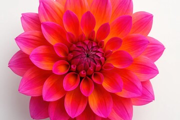 A Macro Perspective on a Dahlia Flower in Full Bloom
