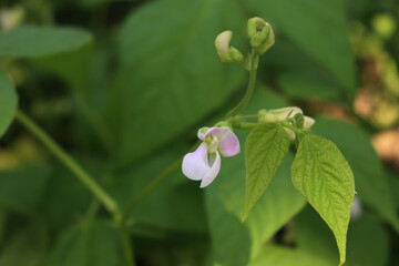 Close-up of Green bean plants with small pale pink blossoms. French bean plant in bloom in the vegetable garden