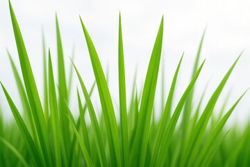 A close-up view of vibrant green grass with a blurred white background, symbolizing freshness and vitality