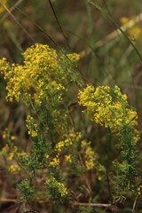 Galium verum yellow flowers in the meadow on summer. Close-up of yellow bedstraw