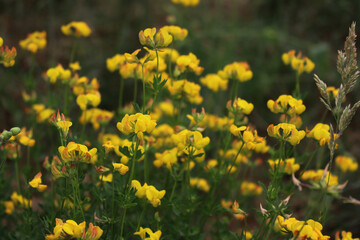 Yellow wildflower also called Bird's-foot Trefoil in the meadow. Lotus corniculatus plant in bloom 