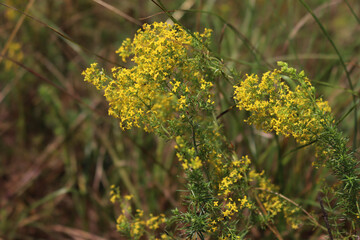 Galium verum yellow flowers in the meadow on summer. Close-up of yellow bedstraw