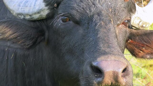 Water Buffalo (Bubalus bubalis)  slowly turns its head and looks straight at the camera, extreme close up.