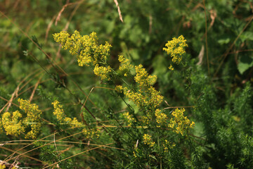 Galium verum yellow flowers in the meadow on summer. Close-up of yellow bedstraw