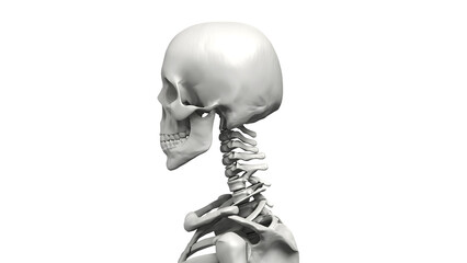 Bust up shot of Human body Skeleton, Anatomy bones Illustration. Transparent Background. 3d render image.
