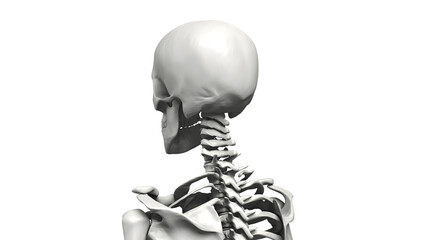 Bust up shot of Human body Skeleton, Anatomy bones Illustration. Transparent Background. 3d render image.