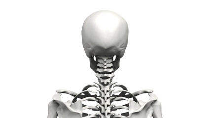 Bust up shot of Human body Skeleton, Anatomy bones Illustration. Transparent Background. 3d render image.
