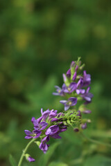 Beautiful purple alfalfa flower in the field. Medicago sativa cultivation in bloom in summer