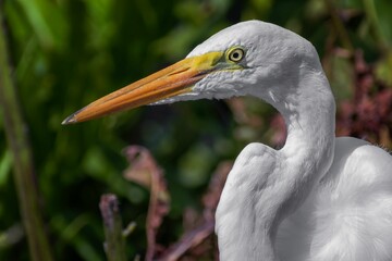 Close-up of a Great Egret
