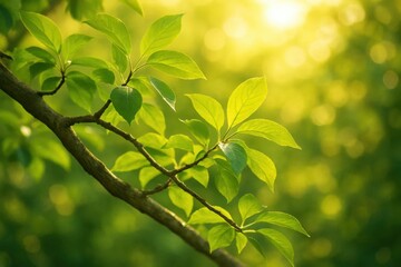 Obraz premium A Glimpse of Sunlit Green Leaves on a Branch