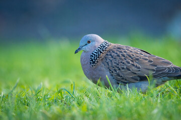 Close up of spotted Dove foraging in green grass