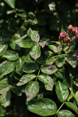 Gray mold on rose bush leaves in the garden. Powdery mildew disease caused by the fungus Podosphaera pannosa 