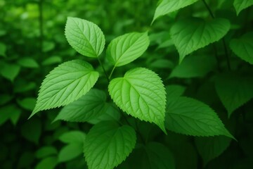 A Close-Up of Vibrant Green Leaves in a Lush Garden