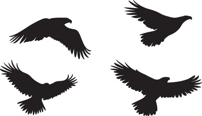 Obraz premium Soaring Hawks in Flight