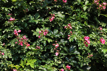 Gray mold on rose bush leaves in the garden. Powdery mildew disease caused by the fungus Podosphaera pannosa 