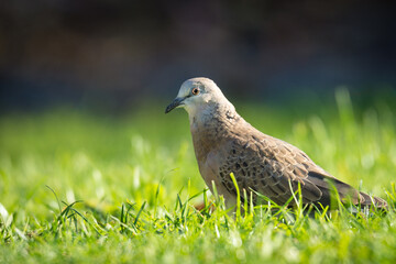 Close up of spotted Dove foraging in green grass