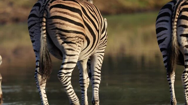  A herd of zebras is drinking water early morning.