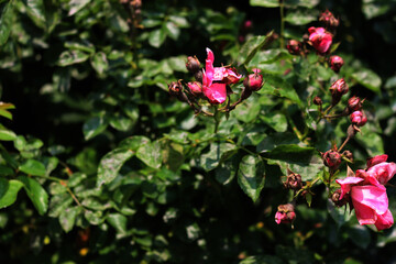 Obraz premium Gray mold on rose bush leaves in the garden. Powdery mildew disease caused by the fungus Podosphaera pannosa 