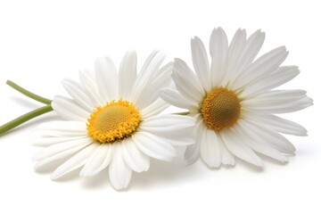 Fototapeta premium Two White Daisies Close Up Photography