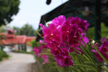 Groups of bright pink-purple orchids bloom along the walkway, with a red-roofed building and blurred trees as a backdrop, adding freshness to the image.