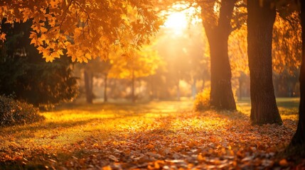 Autumnal park bathed in golden sunlight