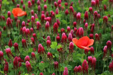 Crimson clover field in bloom with many red poppies . Trifolium incarnatum field on springtime...