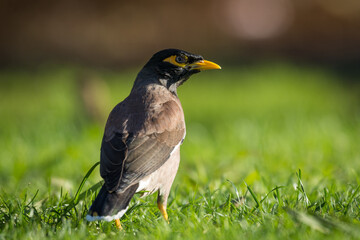 Close up of common Mynah bird